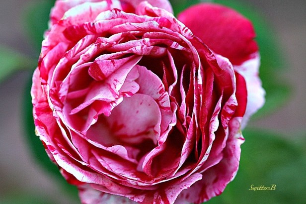 rose-peppermint-garden-macro-photography