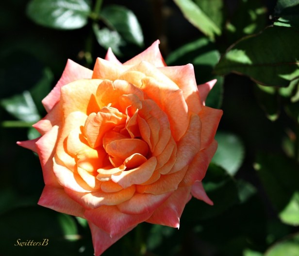 rose-petals-beauty-shade-garden-photography