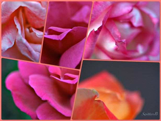 rose petals-swittersb-macro-photography-roses-petals