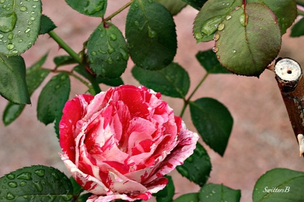 roses-water droplets-garden-photography-SwittersB