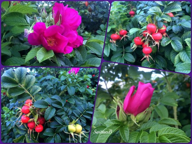 rugosa roses-rocky butte-portland-SwittesB-phogography
