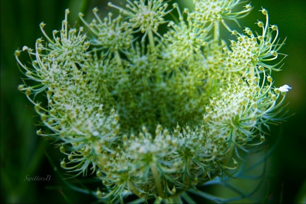 SwittersB-macro-flower head-photography-nature-outdoors