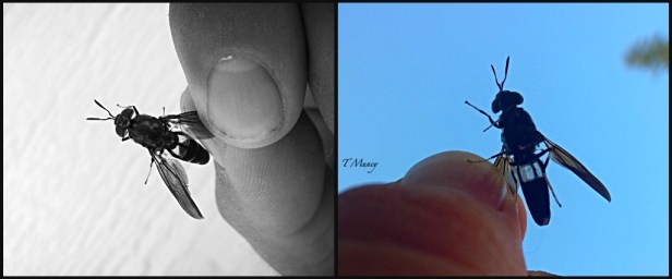 Tony Muncy-Insect-Macro-Photography-SwittersB