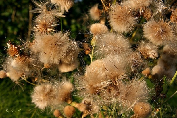 weed-invasive-outdoors-photography-SwittersB