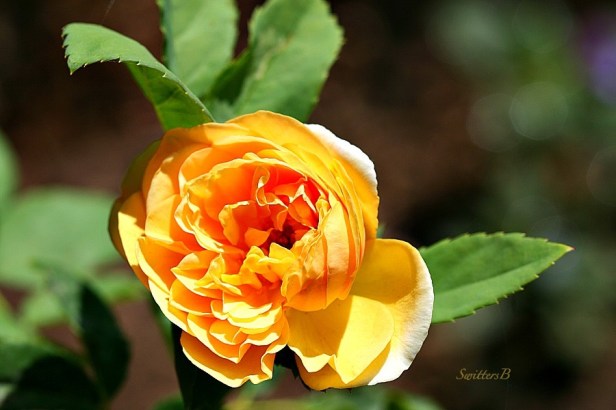 yellow rose-disheveled beauty-petals-macro-photography-SwittersB