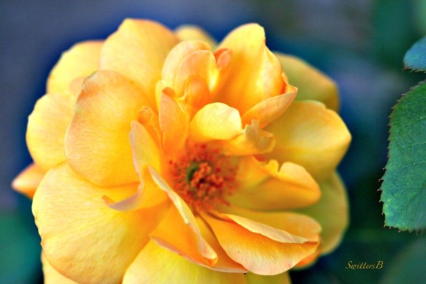 yellow rose-petals-macro-flowers-garden-SwittersB-photography