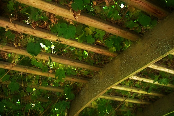 a grape arbor-garden-grapes-photography-SwittersB