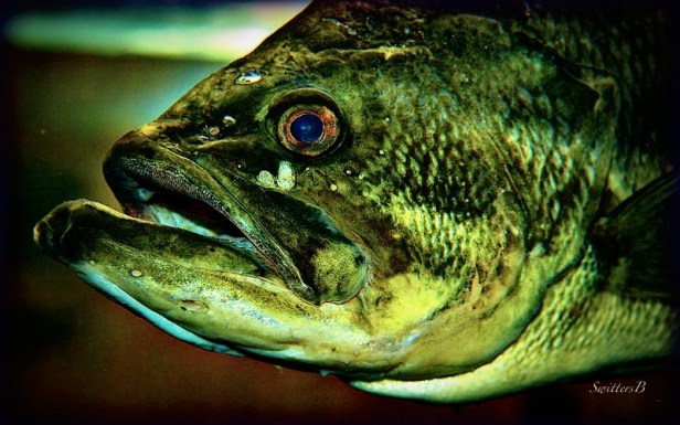 Bass-game fish-photography-SwittersB-fishing-bass-outdoors