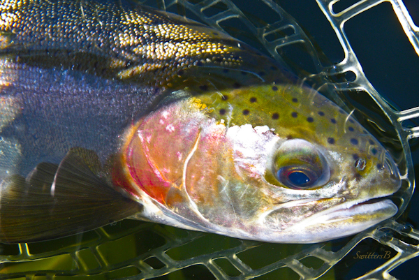beauty rainbow trout-photography-fish-fly fishing-SwittersB