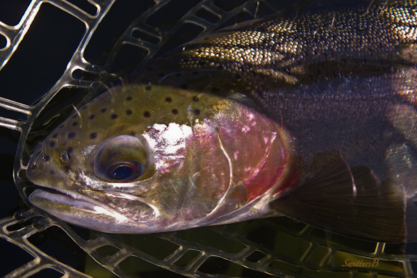 blushing rainbow trout net sun swittersb photography