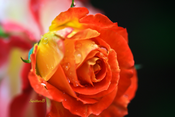 bud--rose-garden-photography-SwittersB-5707