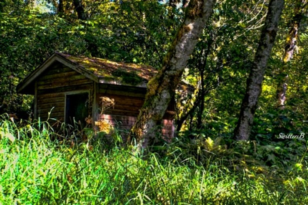 cabin-woods-SwittersB-photography-ourdoors