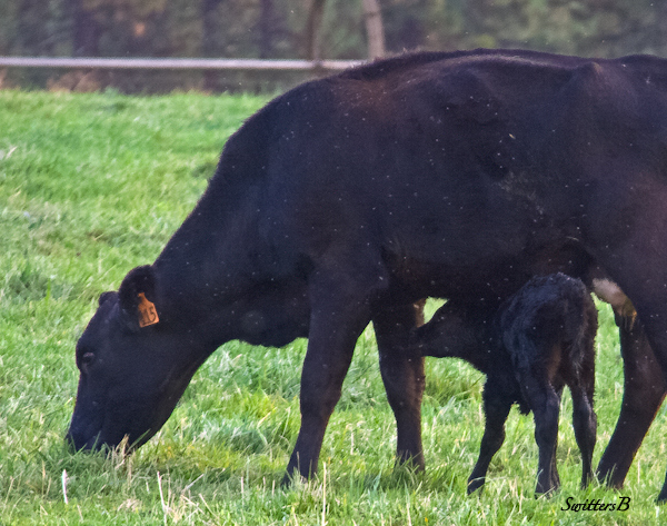 calf-birth-new born-cattle-photography-SwittersB-ranch