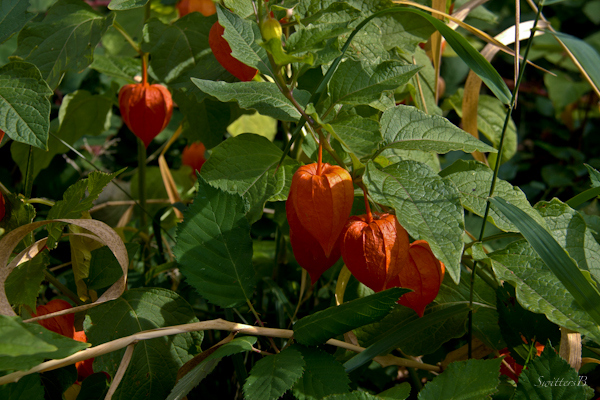 chinese lantern pods-photography-SwittersB-gardening-Fall