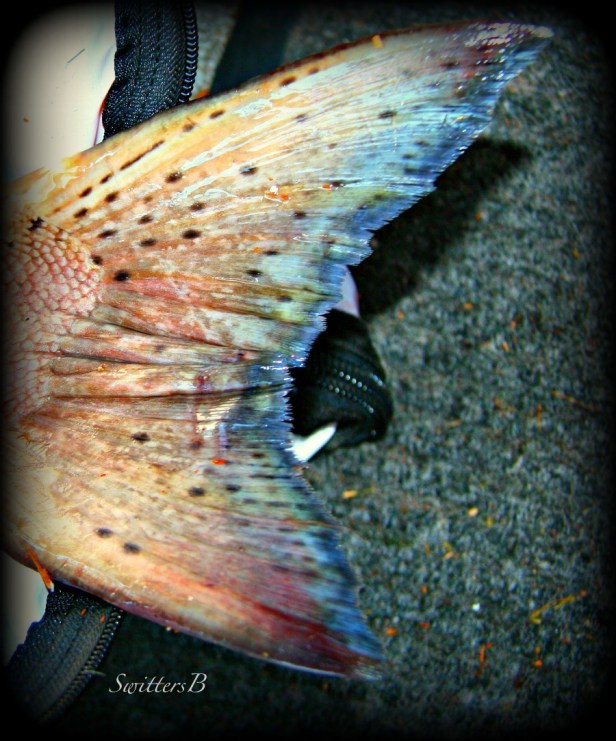 chinook tail-photography-nature-fishing-Oregon-SwittersB