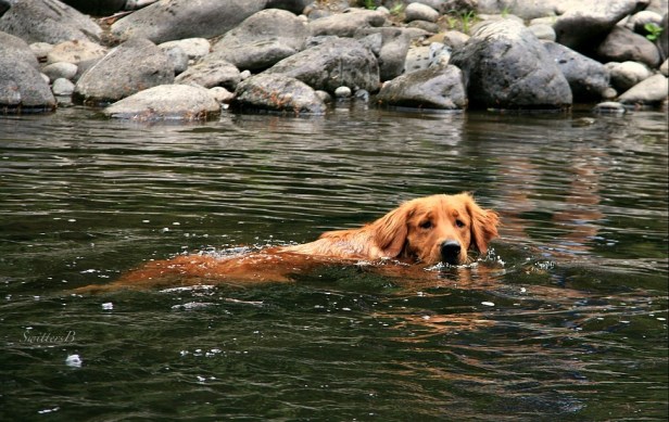dogs-swimming-pets-river-Oregon-territorial-photography-SwittersB