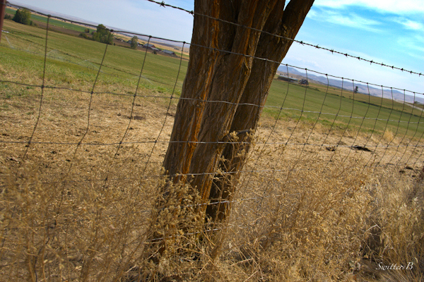 fence cemetery-Oregon-Lone Pine-Wamic-photography-SwittersB