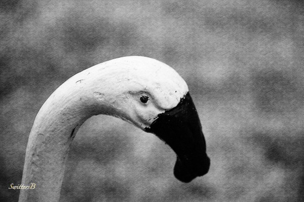 flamingo-bird-yard art-photography-SwittersBjpg