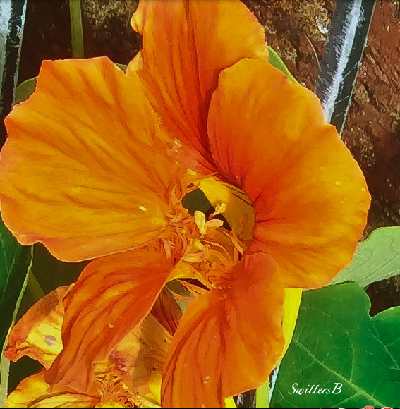 flowers-nasturtium-garden-SwittersB-macro-photography