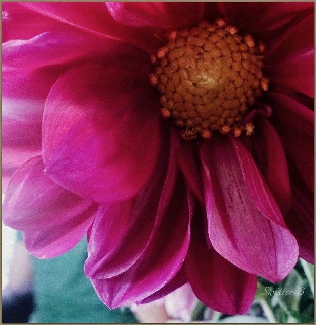 flowers-sweet spot-garden-macro-photography-SwittersB