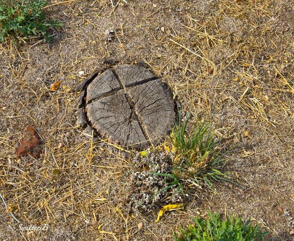 grave-cross-stump-Lone Pine Cemetery-Oregon-SwittersB-photography