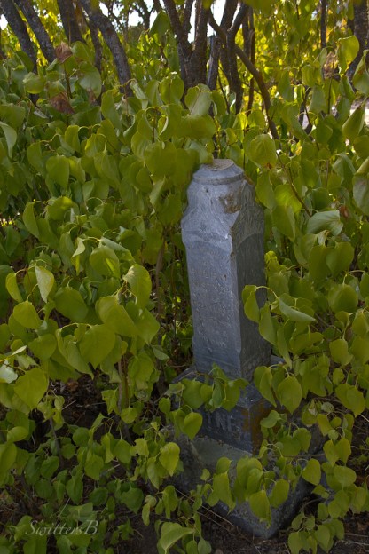 headstone-bushes-Lone Pine-cemetery-photography-SwittersB