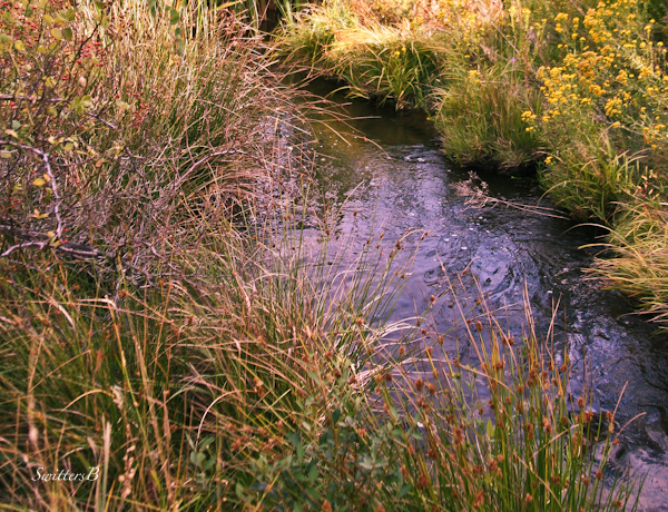 headwaters-small stream-photography-Oregon-SwittersB