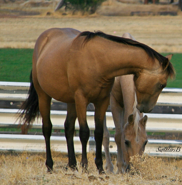 horses-photography-SwittesB-ranch-pasture-animals
