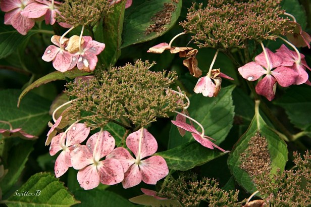 Hydrangea-flowers-Fall-photography-SwittersB-garden