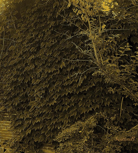 ivy wall-photography-secrets-hidden-SwittersB