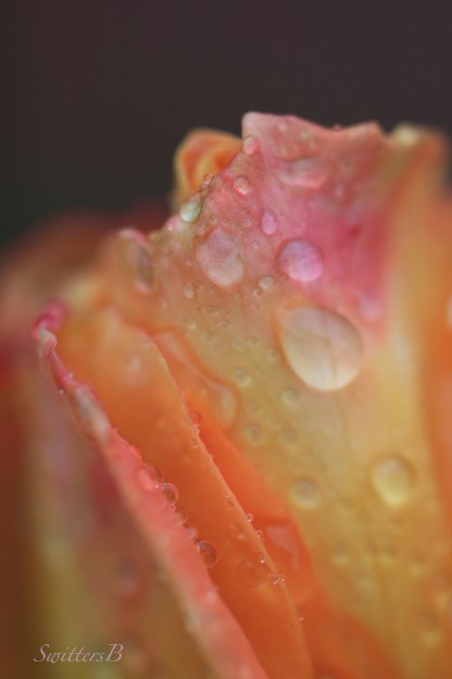 macro-bud-drops-rose-photography-SwittersB