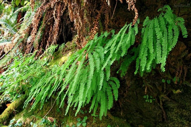 maidenhair ferns-woods-photography-SwittersB-Oregon