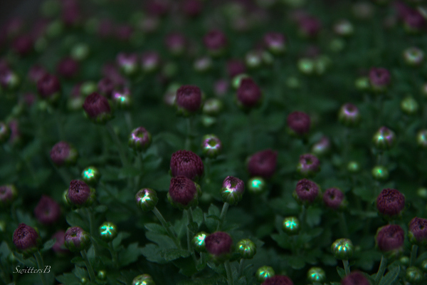 mums-dusk-flowers-low light-photography-gardening-SwittersB-flowers