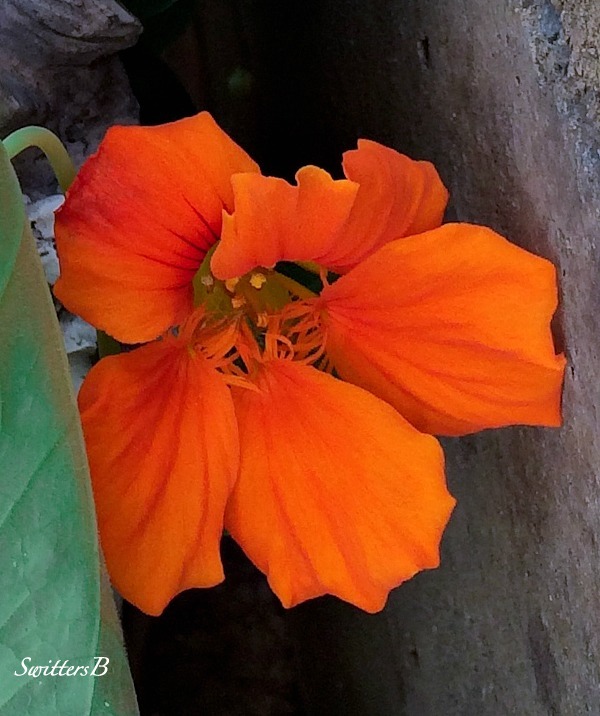 nasturtium-flowers-garden-Photography-Oregon-SwittersB