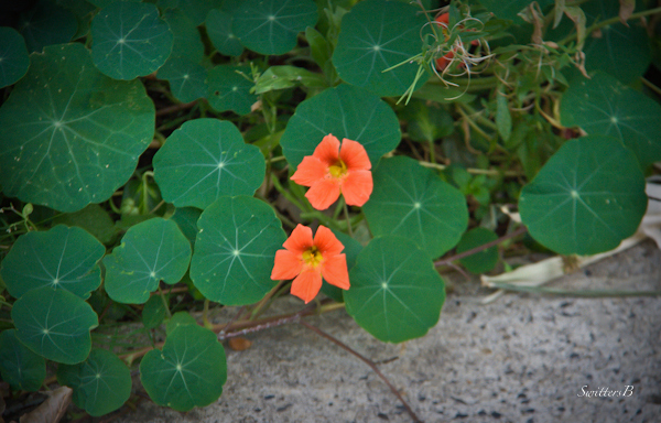 naturtiums-flowers-Fall-gardening-SwittersB-photography
