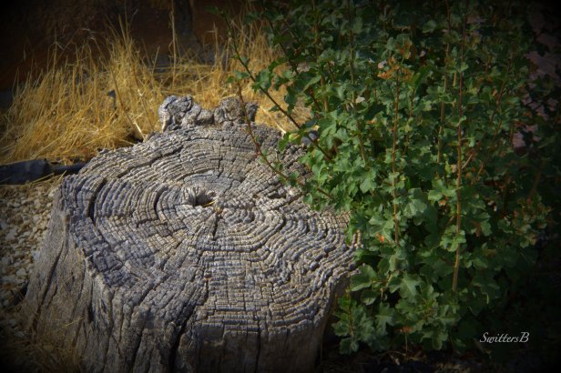 old stump-new growth-nature-photography-tree stump-SwittersB