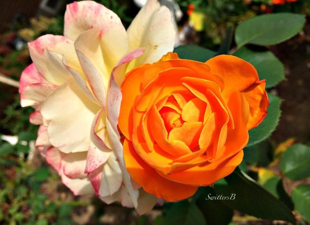 Pop the Cork-Rose-Garden-Macro-Photography-SwittersB