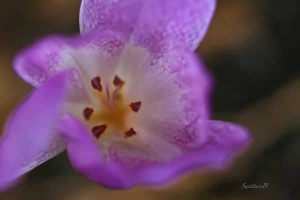 purple flower-garden-photography-macro-SwittersB