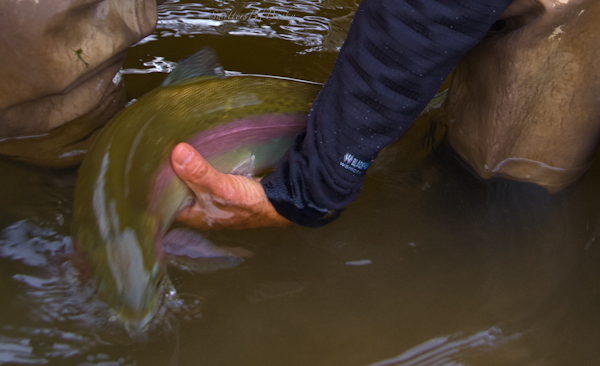 rainbow trout--escape-release-trout-fly fishing-fishing-Oregon-photography-SwittersB-5629