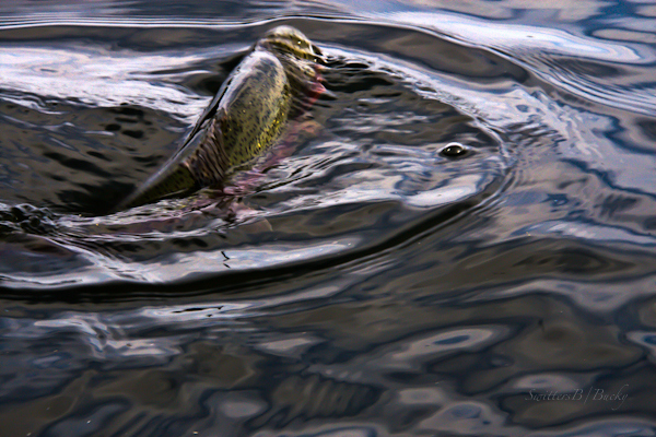rainbow trout-swirl-photography-water-nature-fly fishing-SwittersB