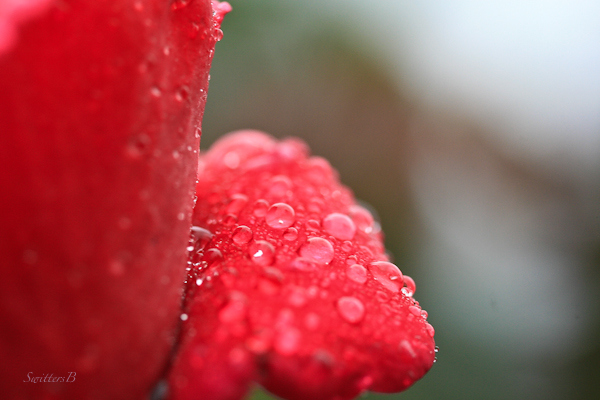 raindrops-petal-macro-photography-Switters-rose