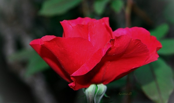 red rose-macro-photography-SwittersB