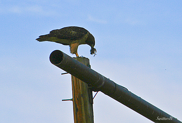 red tailed hawk-birds-hawk-Oregon-photography-SwittersB