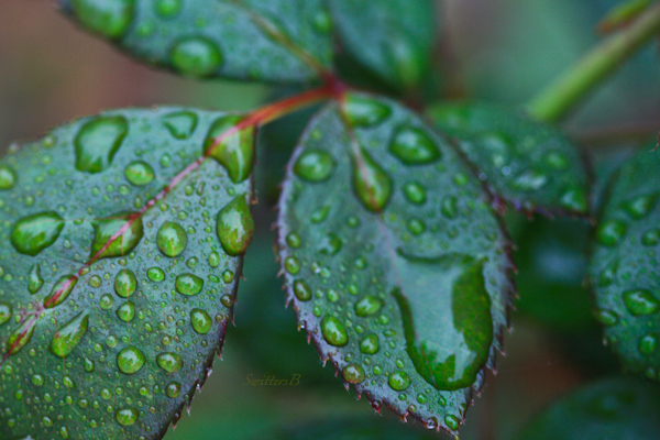 rose leaves-water-droplets-photography-SwittersB