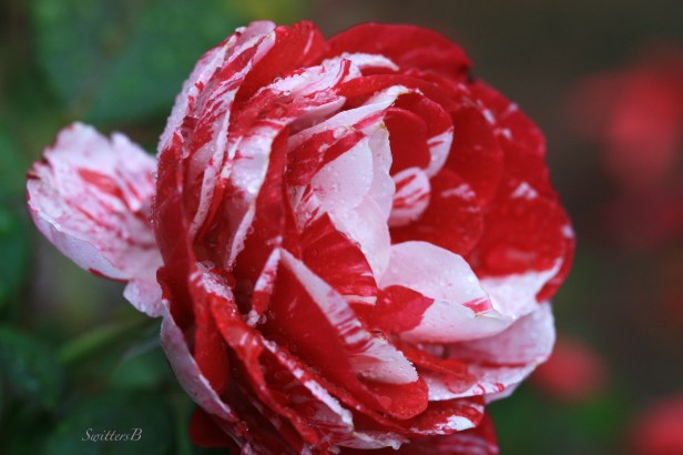 rose-macro-photograhy-SwittersB-peppermint