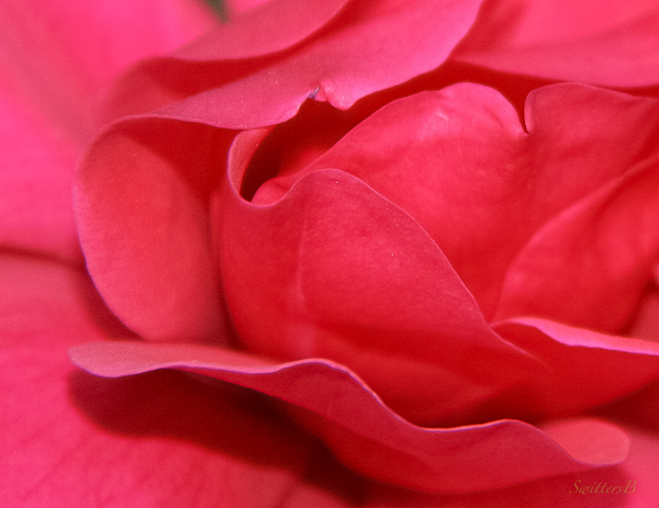 rose petals-curves-red rose-morning light-macro-photography-SwittersB
