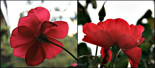 roses-backside-flowers-macro-photography-SwittersB