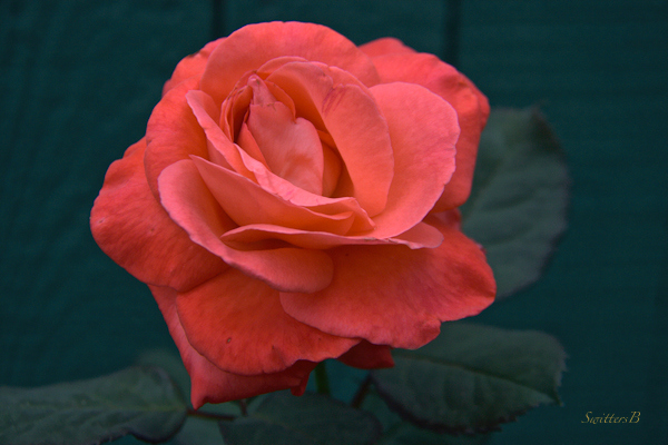 rough rose-macro-photography-flowers-SwittersB