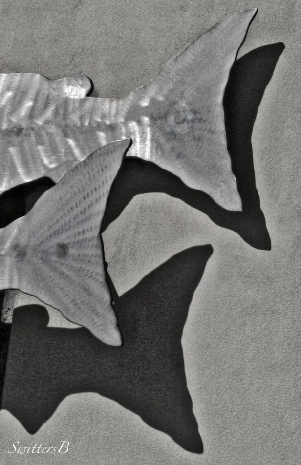 salmon tails-photography-fish-art-SwittersB