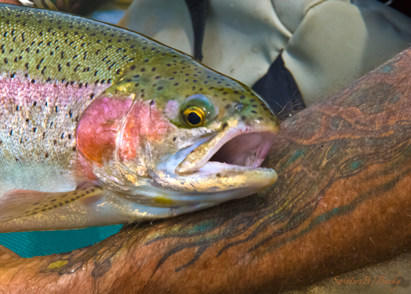 SwittersB-beautiful bow-tattoo-fly fishing-photography-Oregon5447